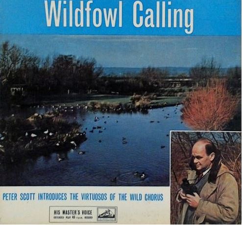 Wildfowl Calling